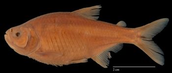 Media type: image; Ichthyology 36026   Aspect: lateral